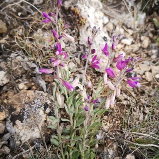 Subsp. pruinosa-Eskişehir