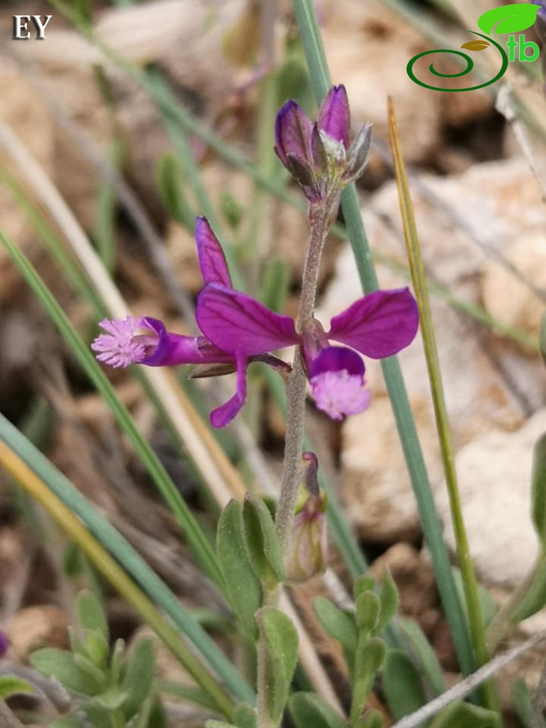 Subsp. pruinosa-Eskişehir