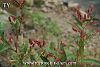 subsp. carneum