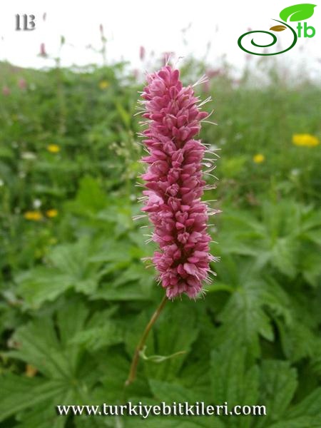 subsp. carneum