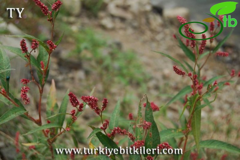 subsp. carneum