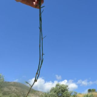 Datça-Muğla