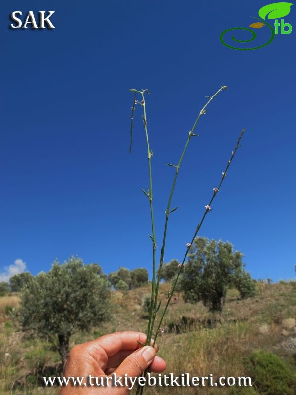 Datça-Muğla