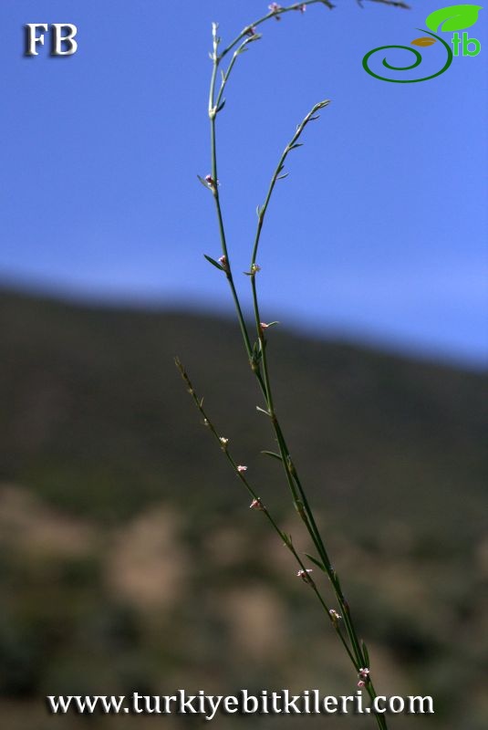 Datça-Muğla