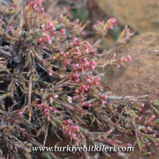 Sandras dağı-Köyceğiz