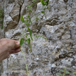 Datça-Muğla