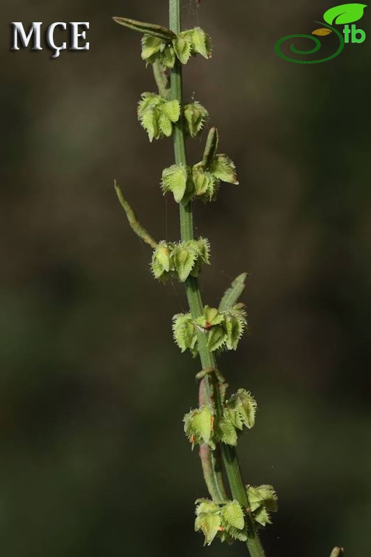 Amanos dağları-Osmaniye