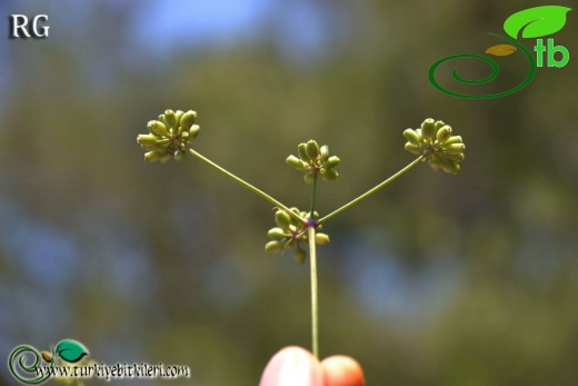 Johrenia dichotoma ssp dichotoma Nimara yolu DSC_4176