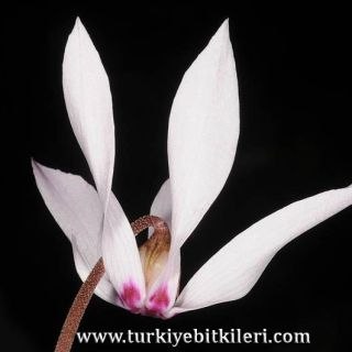 Akseki-Antalya