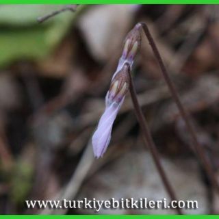 Gündoğmuş-Antalya