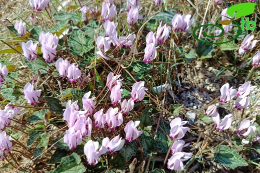 subsp. anatolicum- Alanya