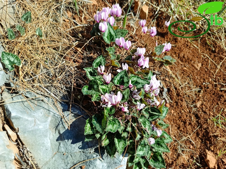 subsp. anatolicum- Alanya