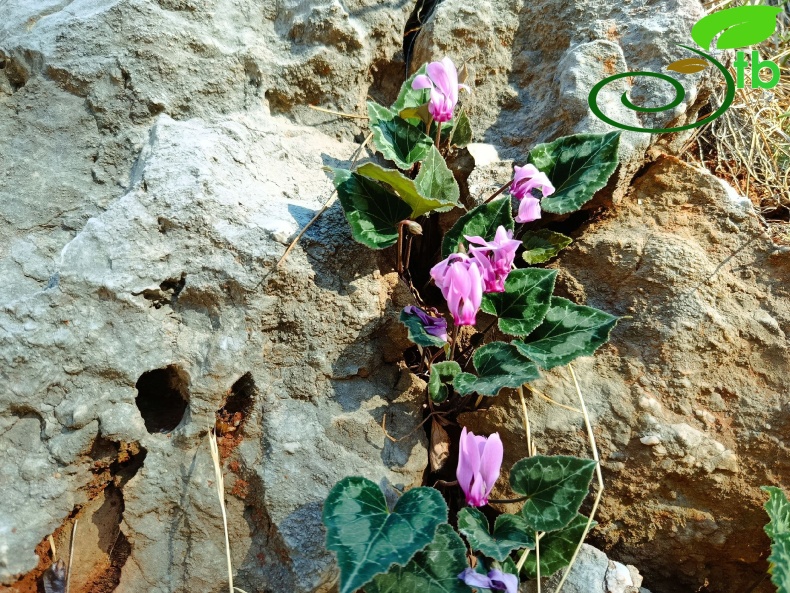 subsp. anatolicum- Alanya