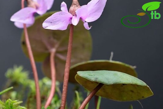 subsp. parviflorum-Trabzon