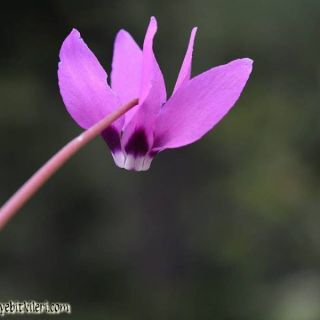 Amanos dağları-Osmaniye