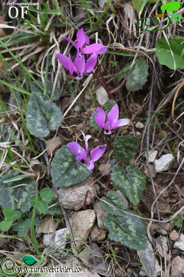 Amanos dağları-Osmaniye