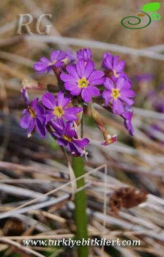 Posof-Ardahan