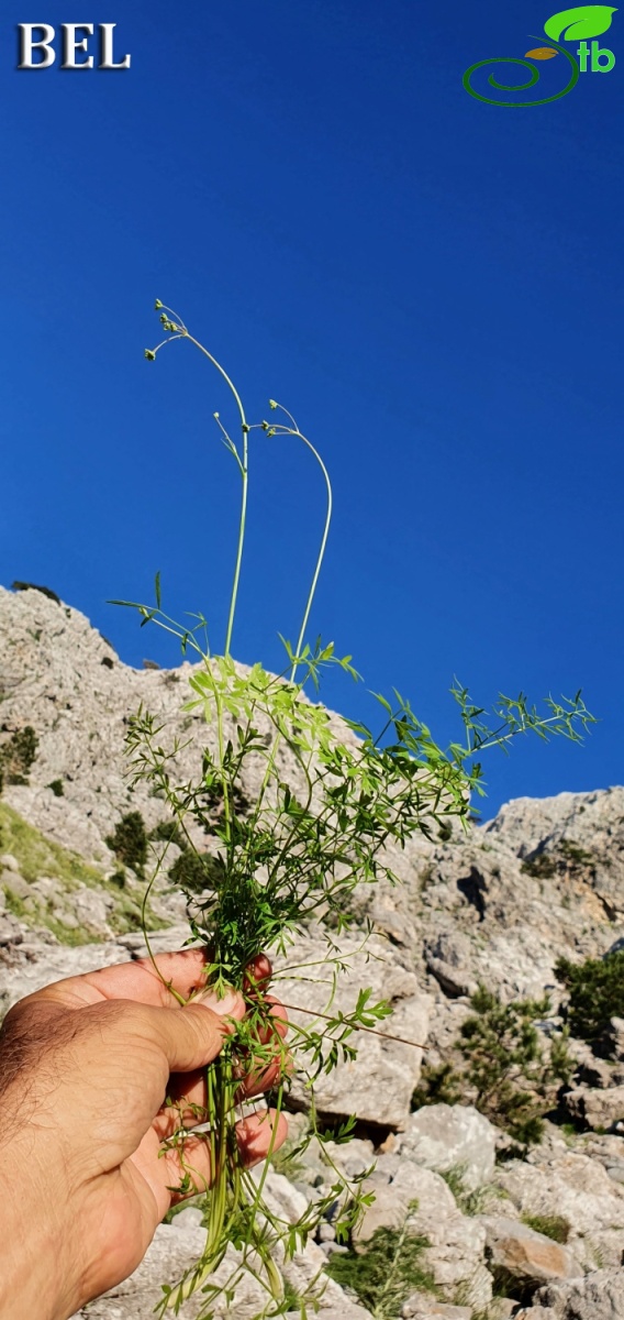 Muğla