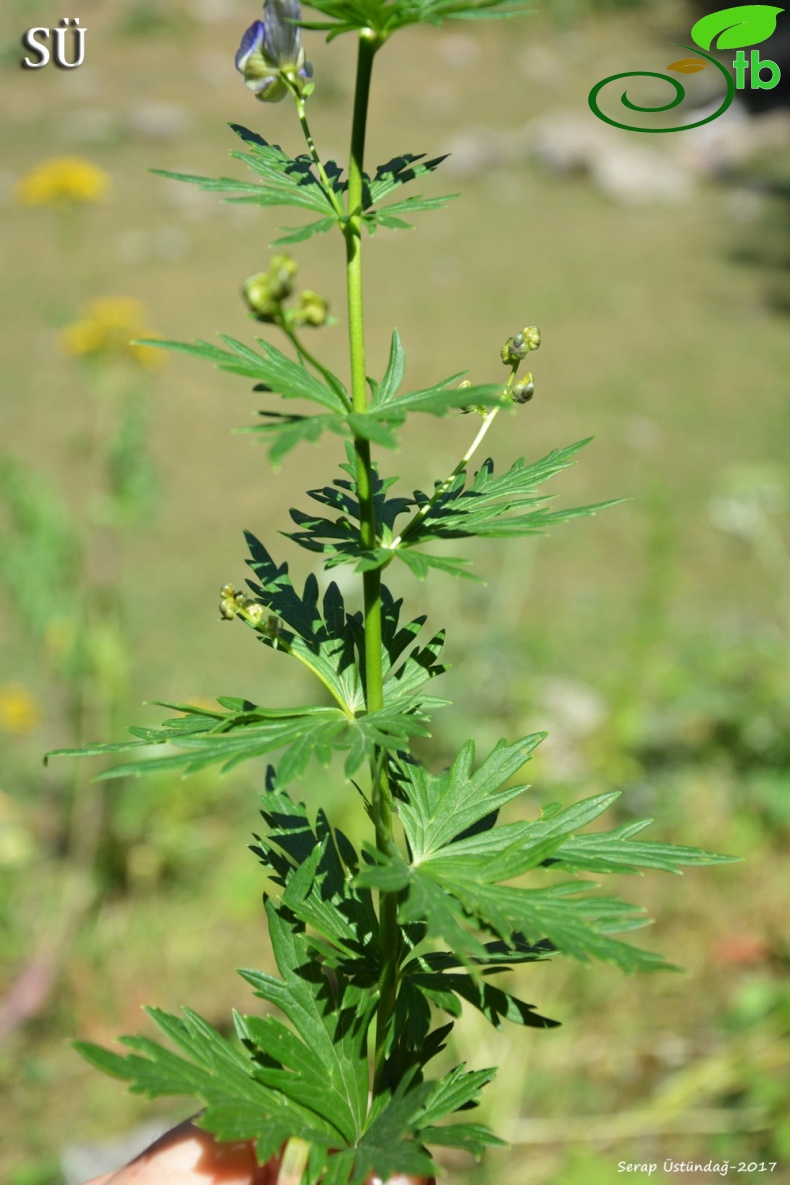 Şavşat- Artvin