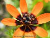 subsp. aestivalis