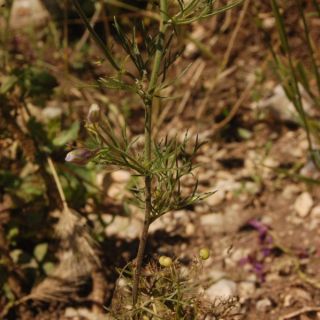 Yeniçağa-Bolu