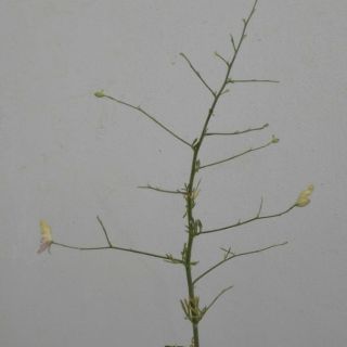 var scleroclada-Osmaniye