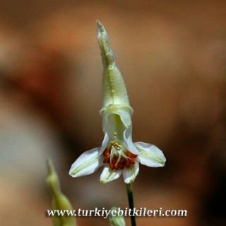 var rigida-Tunceli