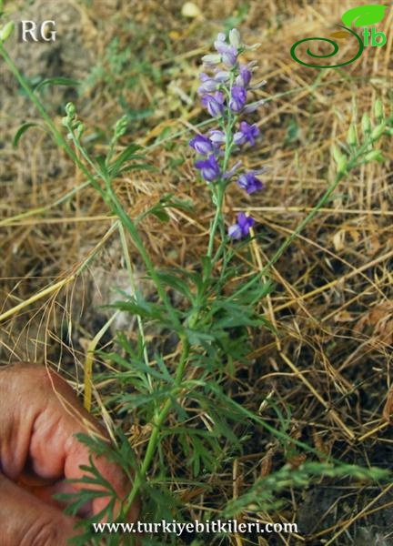 ssp anatolicum-Yeniçağa-Bolu