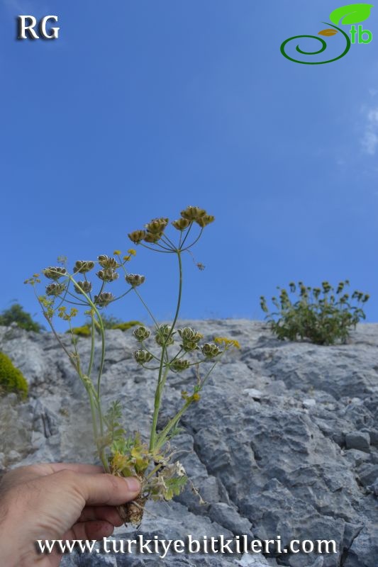 Datça-Muğla