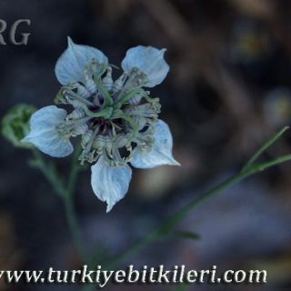 Ankara
