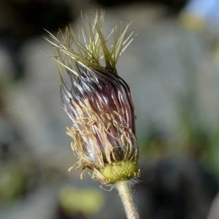 Kaçkar dağları