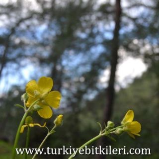 Marmaris-Muğla