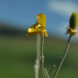 ssp illyricus-Elmadağ-Ankara