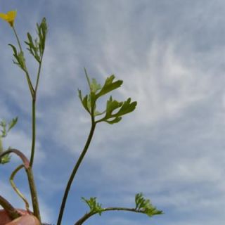 var trachycarpus-Adana