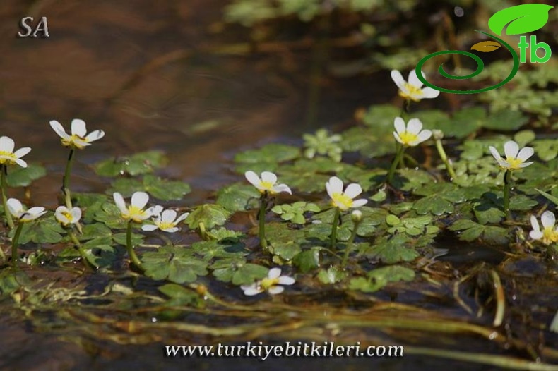 ssp fucoides-Istanbul