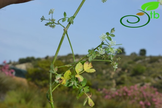 Datça-Muğla