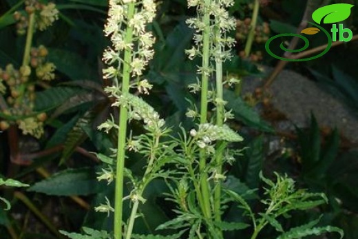 subsp. hookeri-İtalya