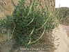 subsp. rotundifolia-Şanlıurfa