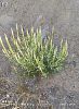 subsp. rotundifolia- Hasankeyf