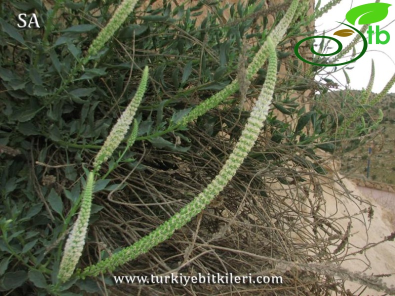 subsp. rotundifolia-Şanlıurfa