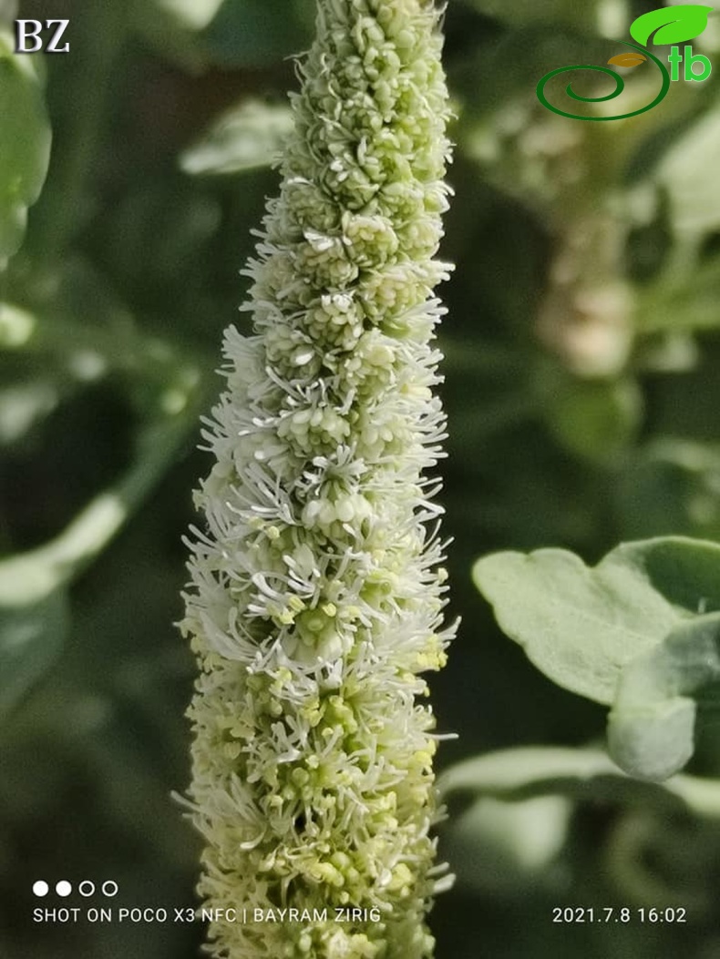 subsp. rotundifolia- Hasankeyf