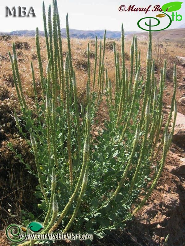 subsp. rotundifolia-Şanlıurfa