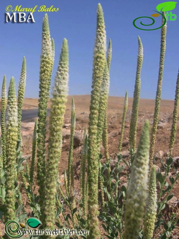 subsp. rotundifolia-Şanlıurfa