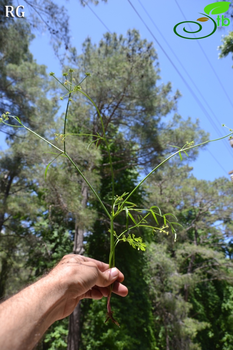 Marmaris-Muğla