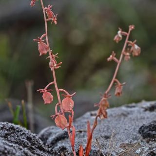 Amanos dağları-Osmaniye