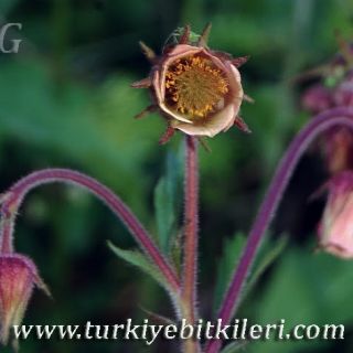 Ilgaz dağları-Kastamonu