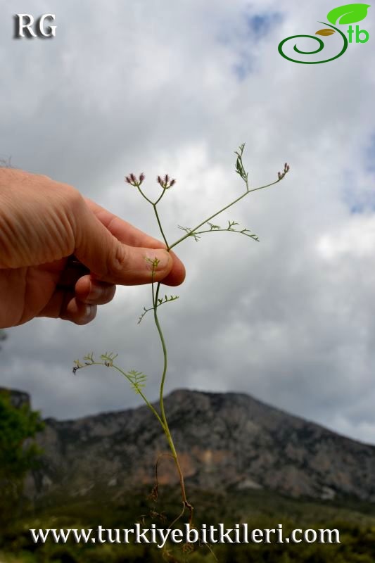 Datça-Muğla