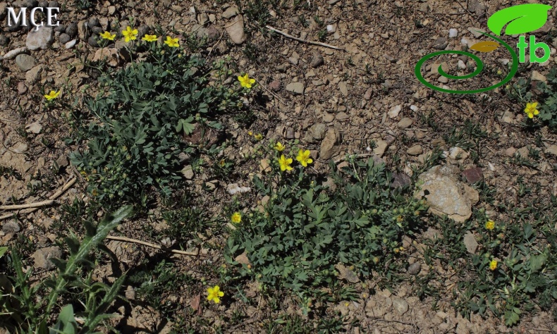 Hakkari