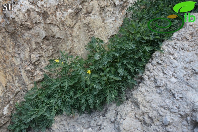 Hakkari