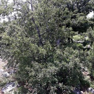 Çanakkale